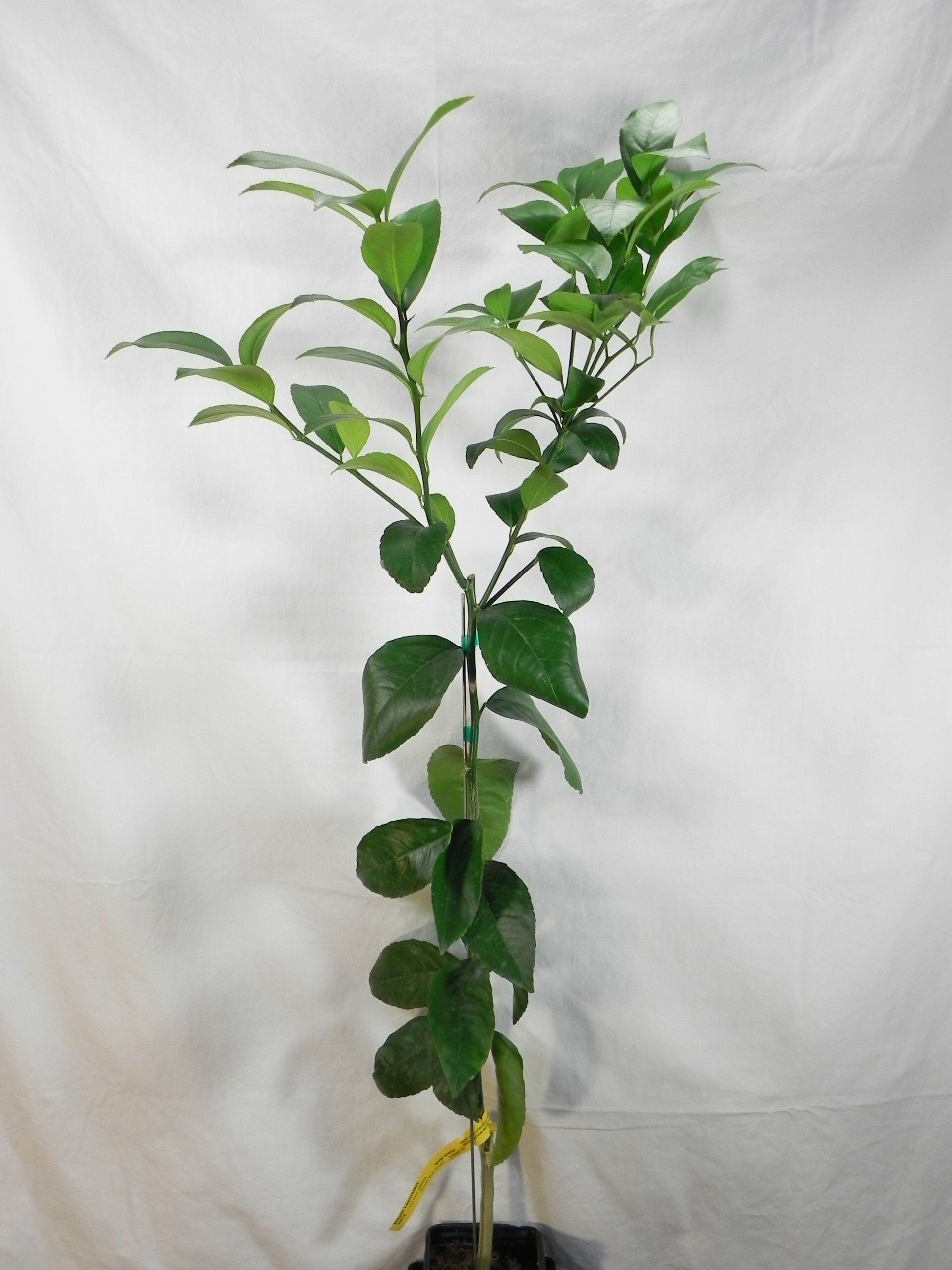 Meyer Lemon - Dwarf